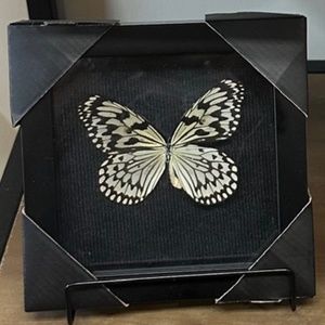 Butterfly shadowbox